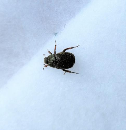 Réf. 205 136 : Hoplia sp.